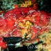 crab_reef_nr_h_0705_png0984.jpg
